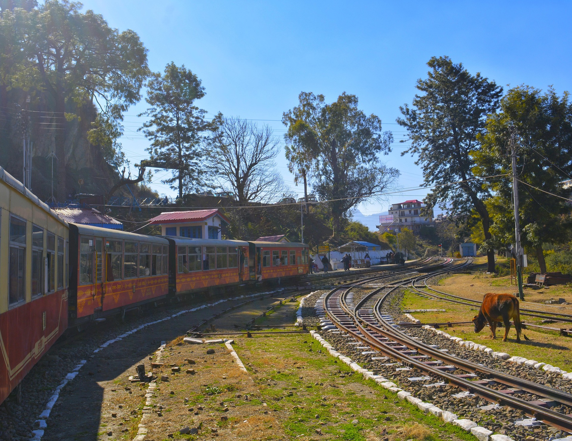 Toy Train of darjeeling