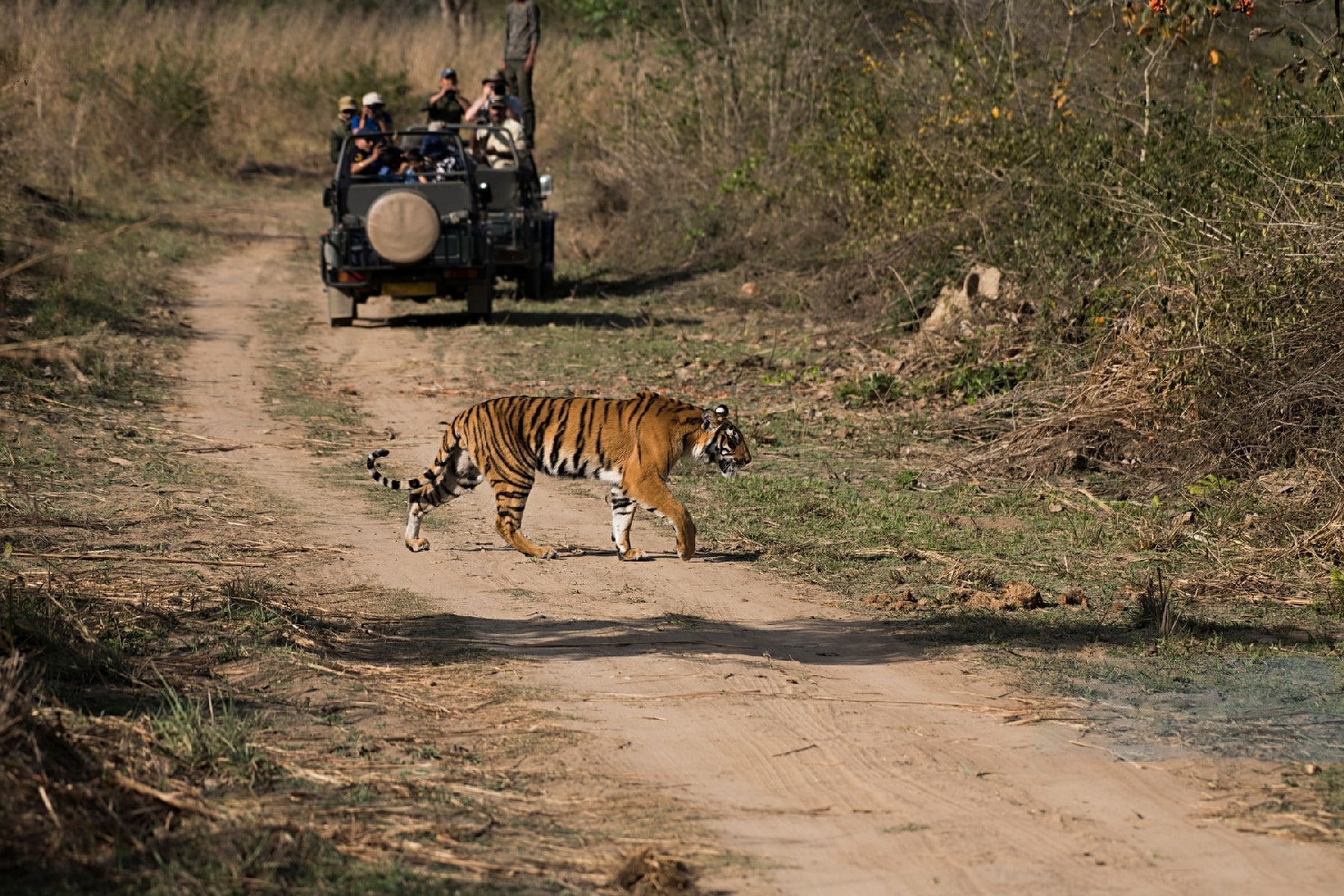 Ranthambore